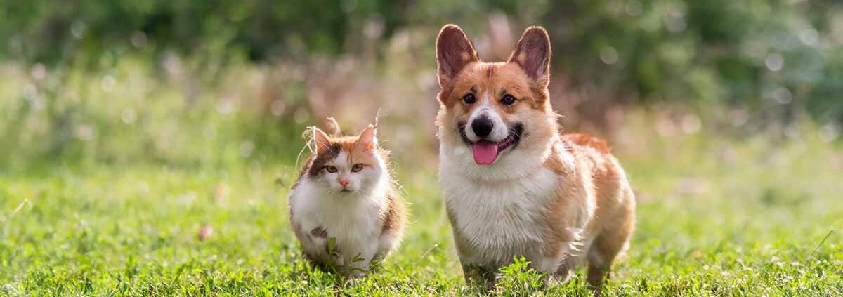 cat and dog